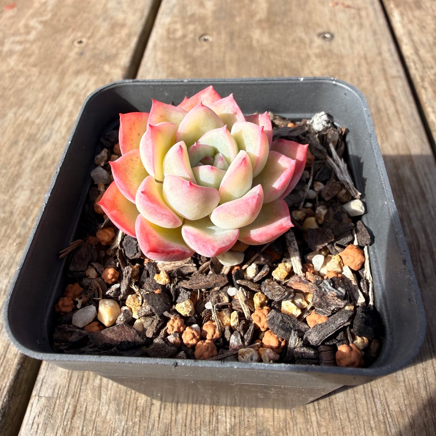 2309 Echeveria Strawberry Cake