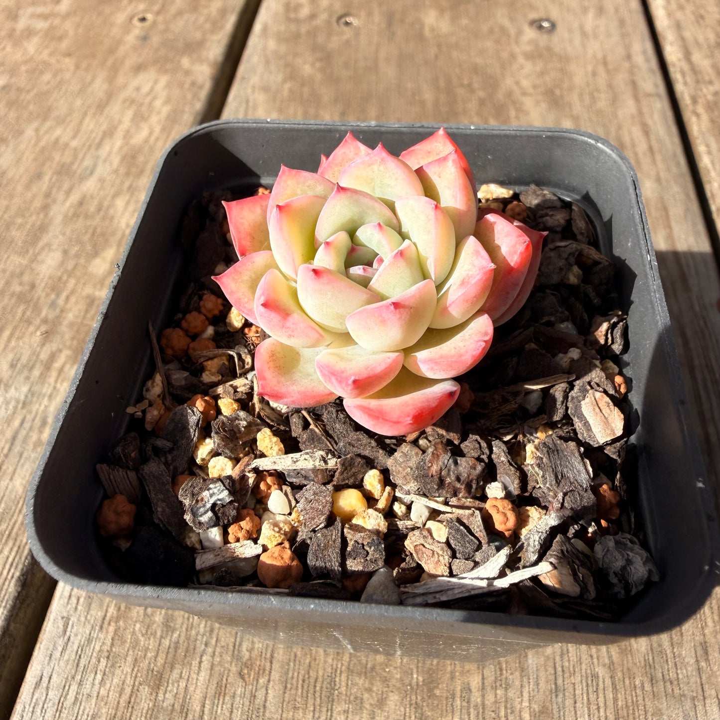2309 Echeveria Strawberry Cake