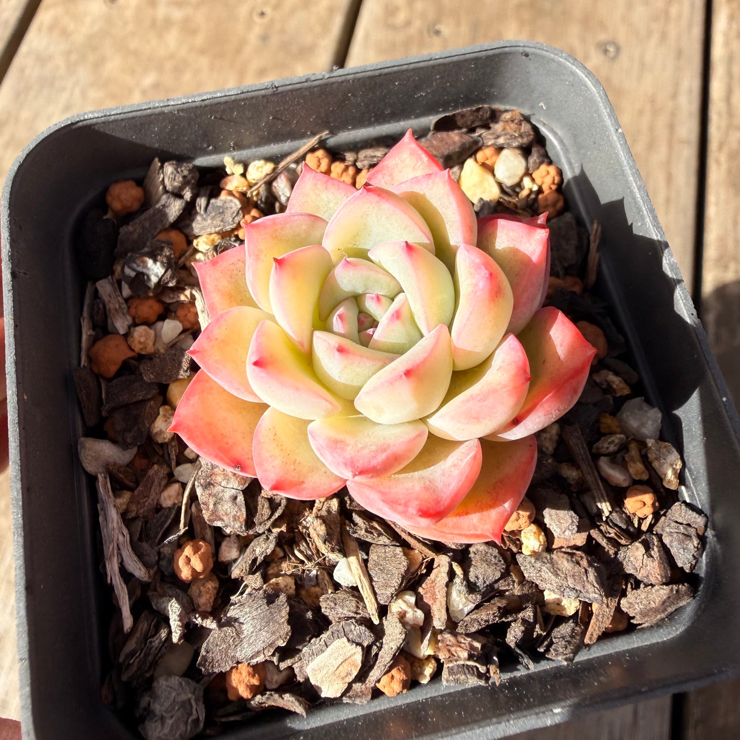 2309 Echeveria Strawberry Cake