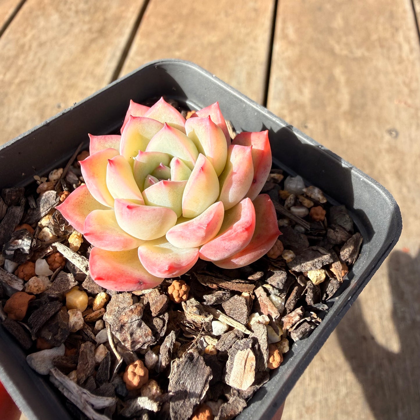 2309 Echeveria Strawberry Cake