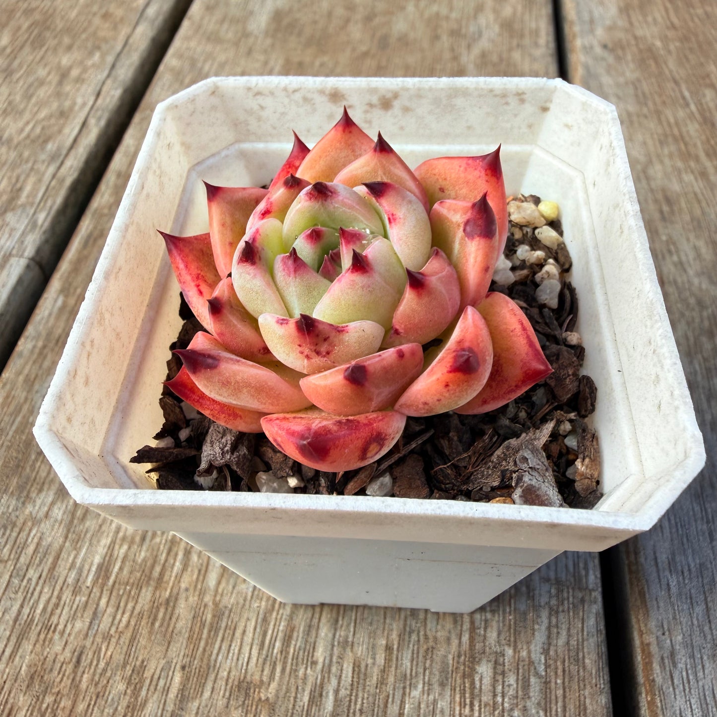 2309 Echeveria White Dragon