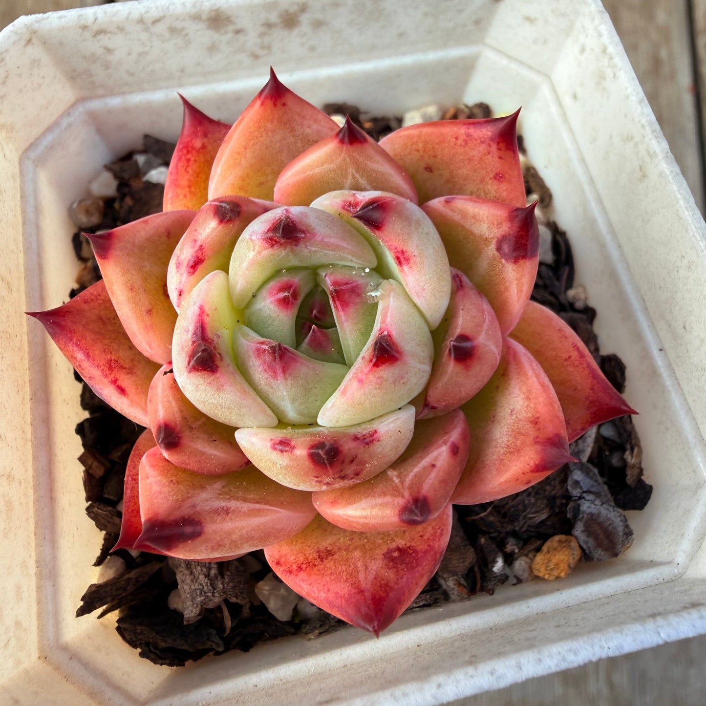 2309 Echeveria White Dragon