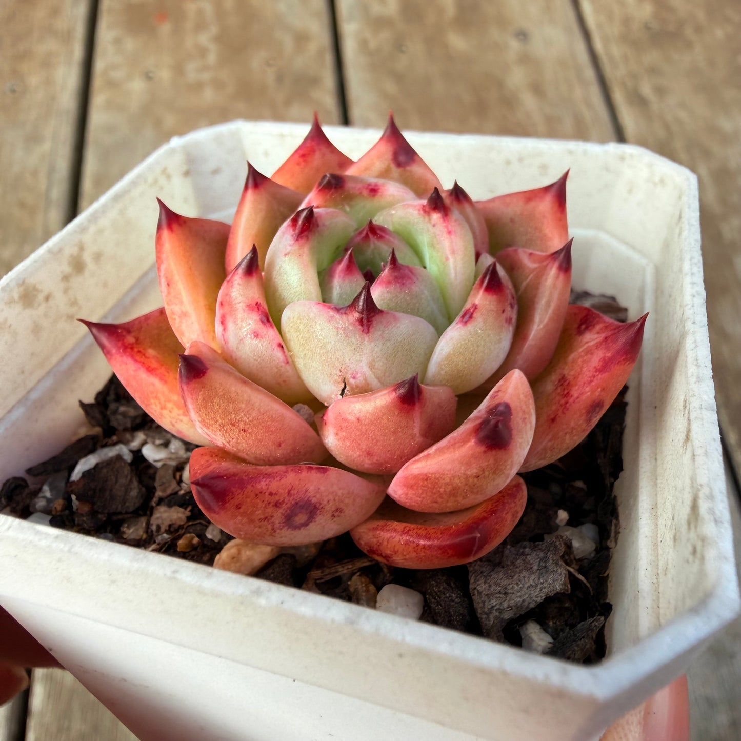 2309 Echeveria White Dragon