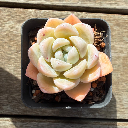 2309 Echeveria 'White Shell'