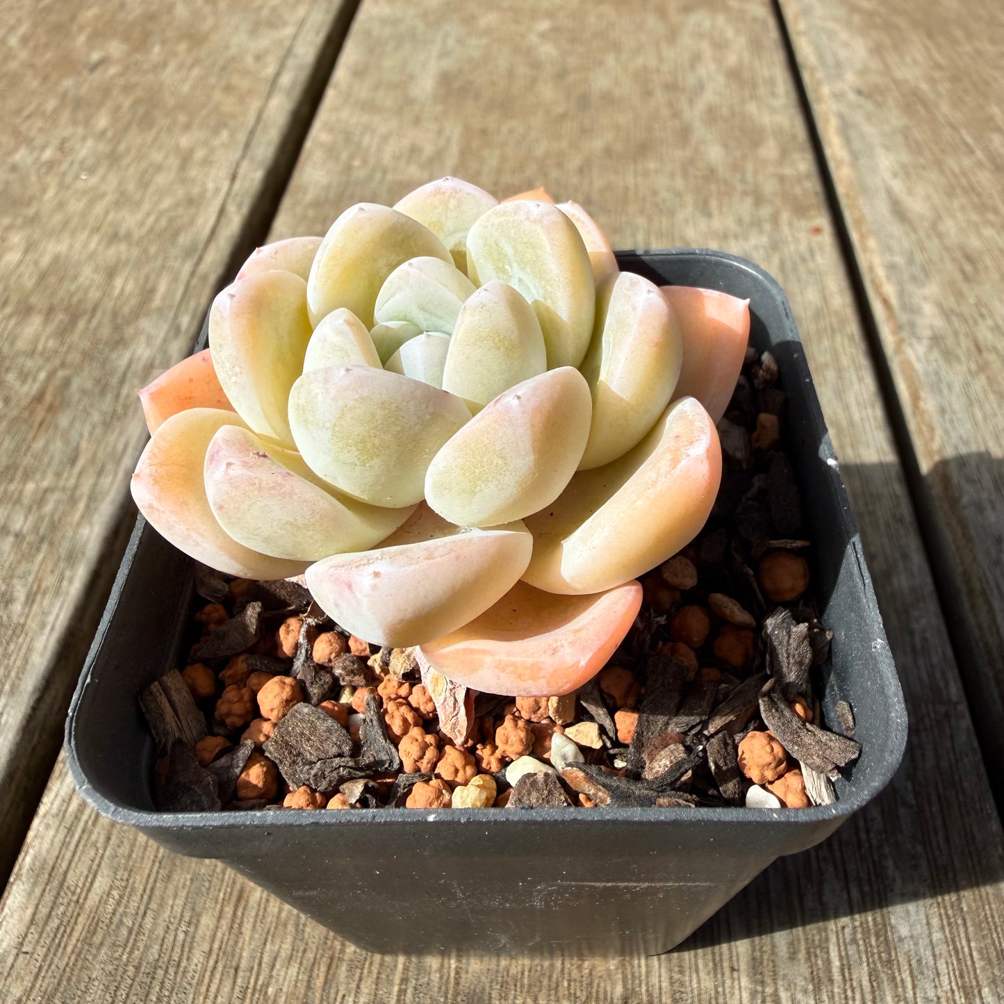 2309 Echeveria 'White Shell'