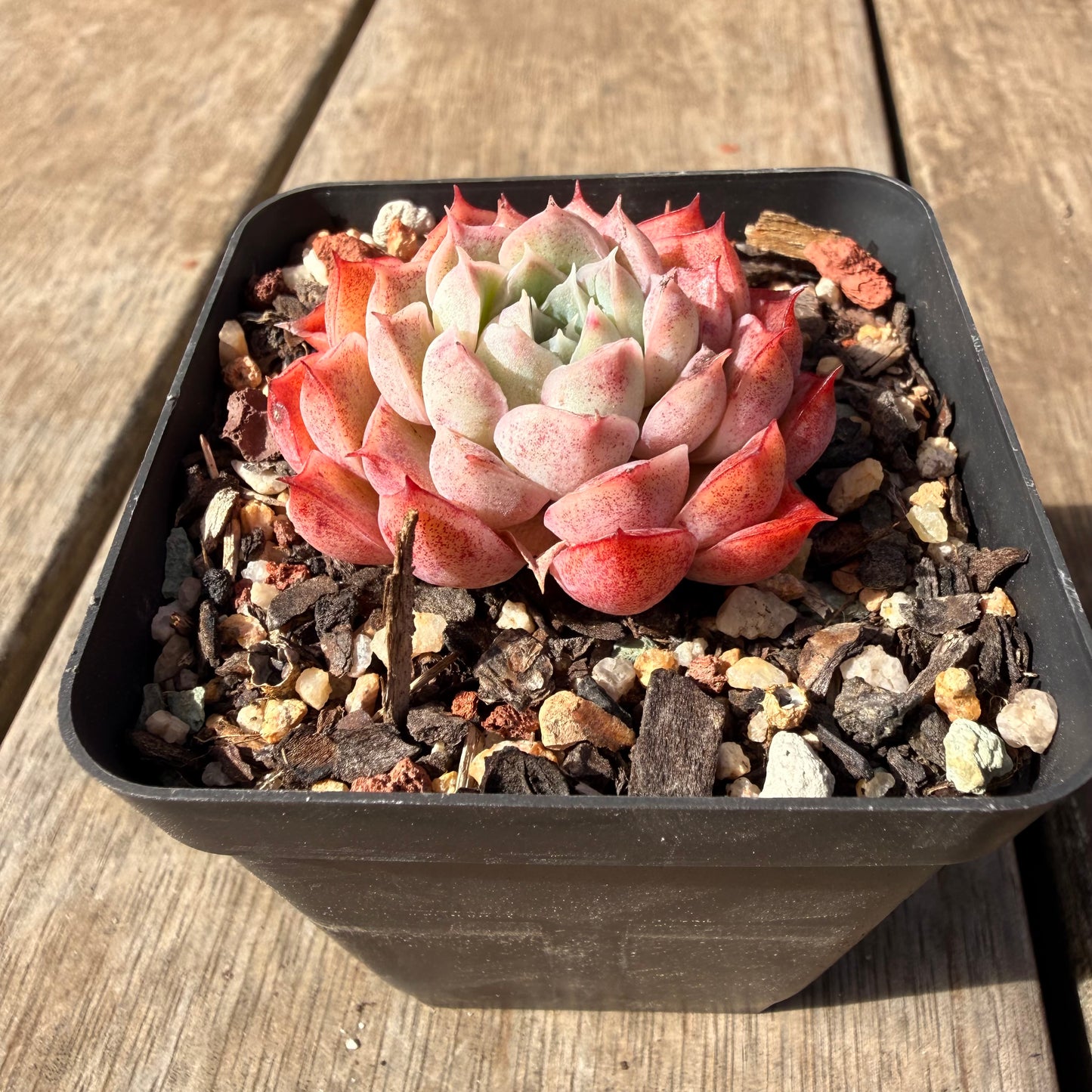 2309 Echeveria 'Berrykiss'