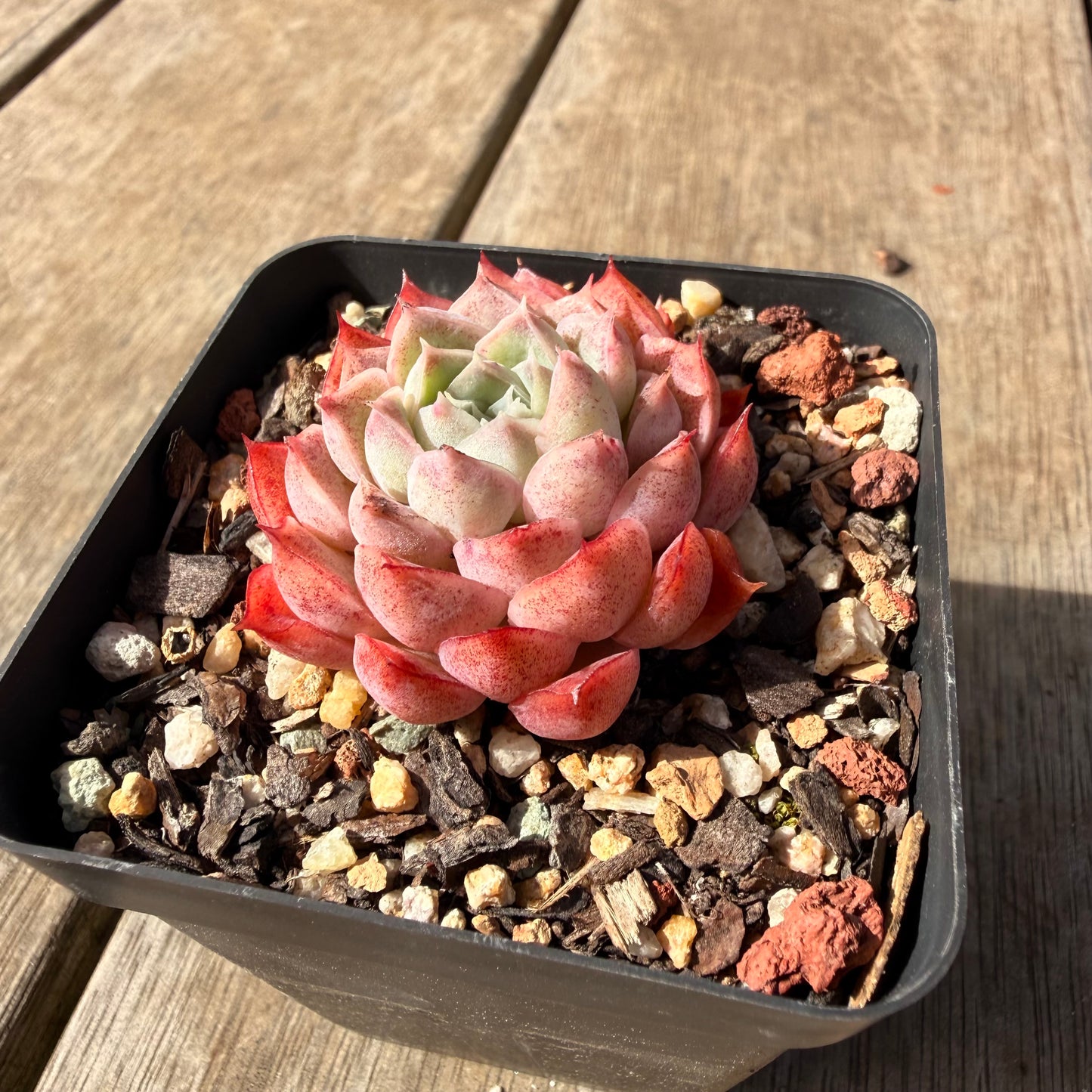 2309 Echeveria 'Berrykiss'