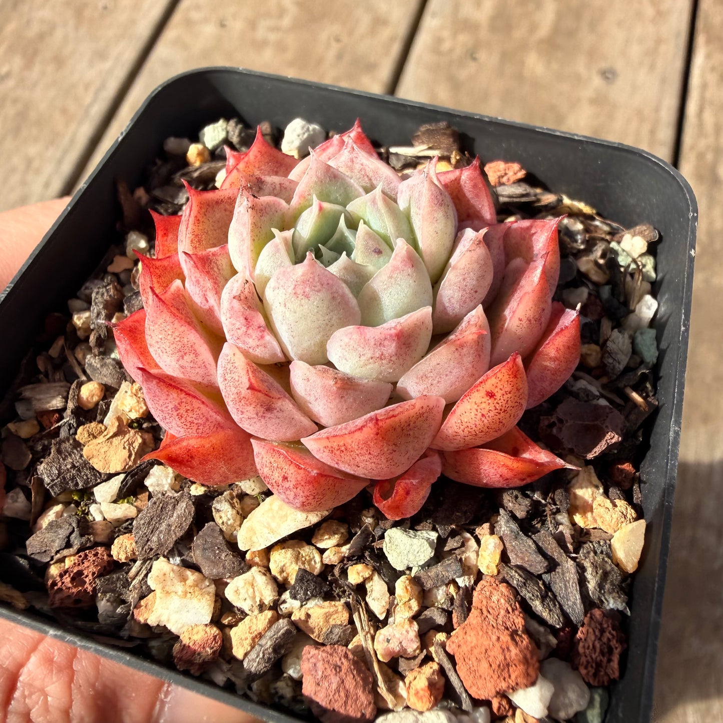 2309 Echeveria 'Berrykiss'