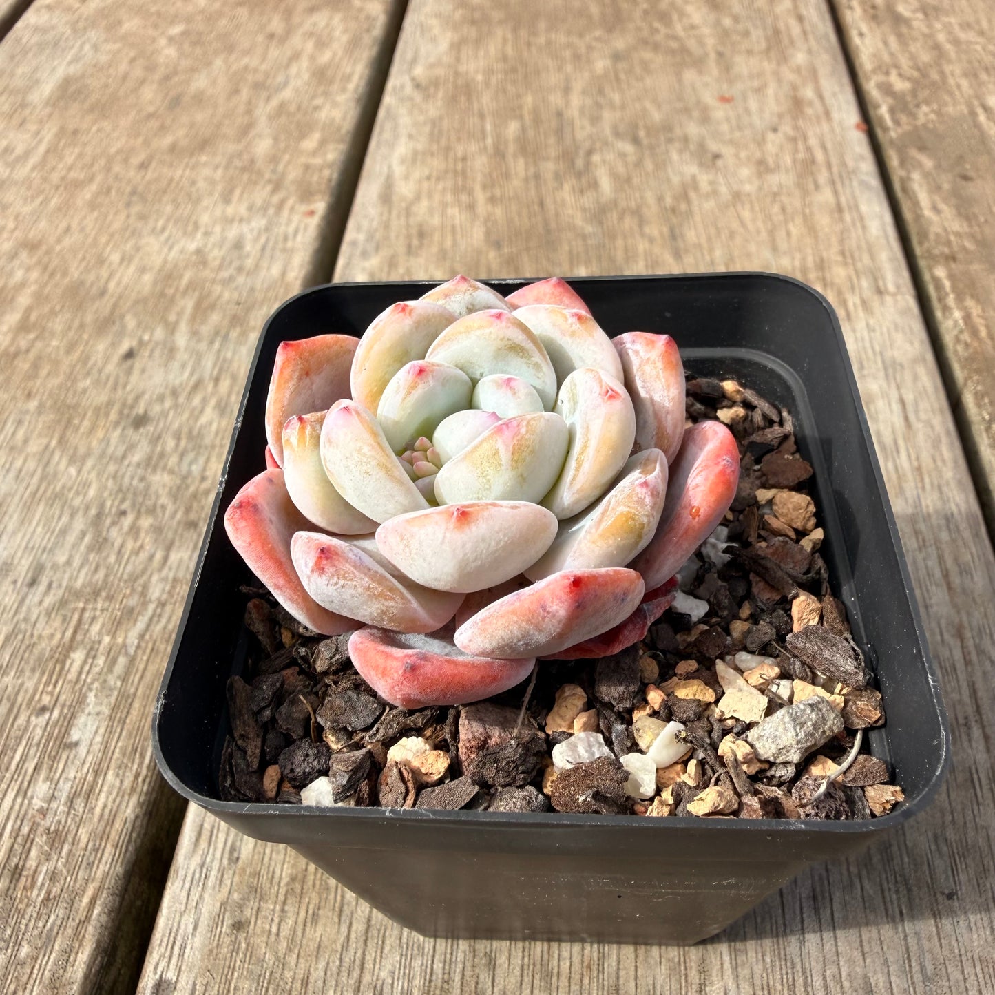 2309 Echeveria ‘Blood Orange’