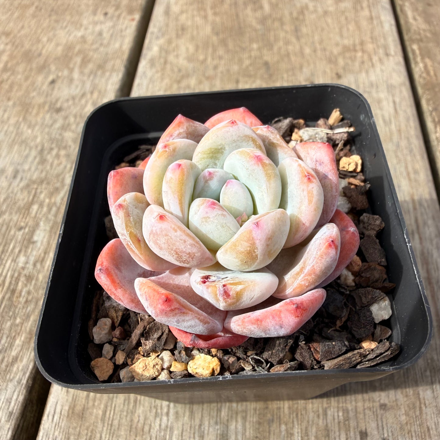 2309 Echeveria ‘Blood Orange’