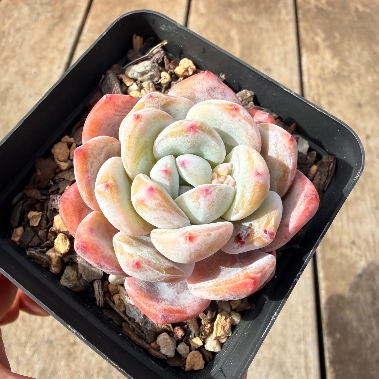 2309 Echeveria ‘Blood Orange’