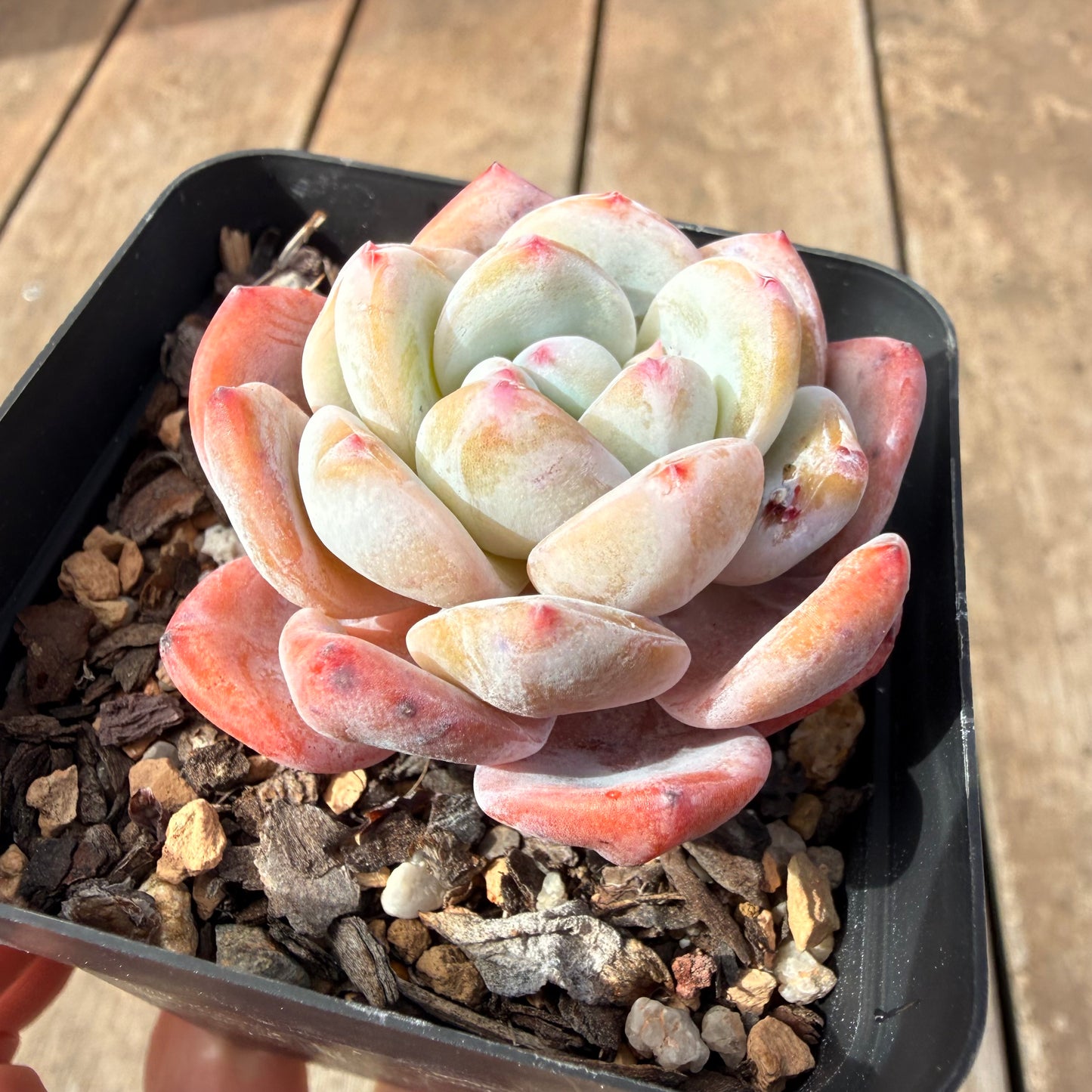 2309 Echeveria ‘Blood Orange’