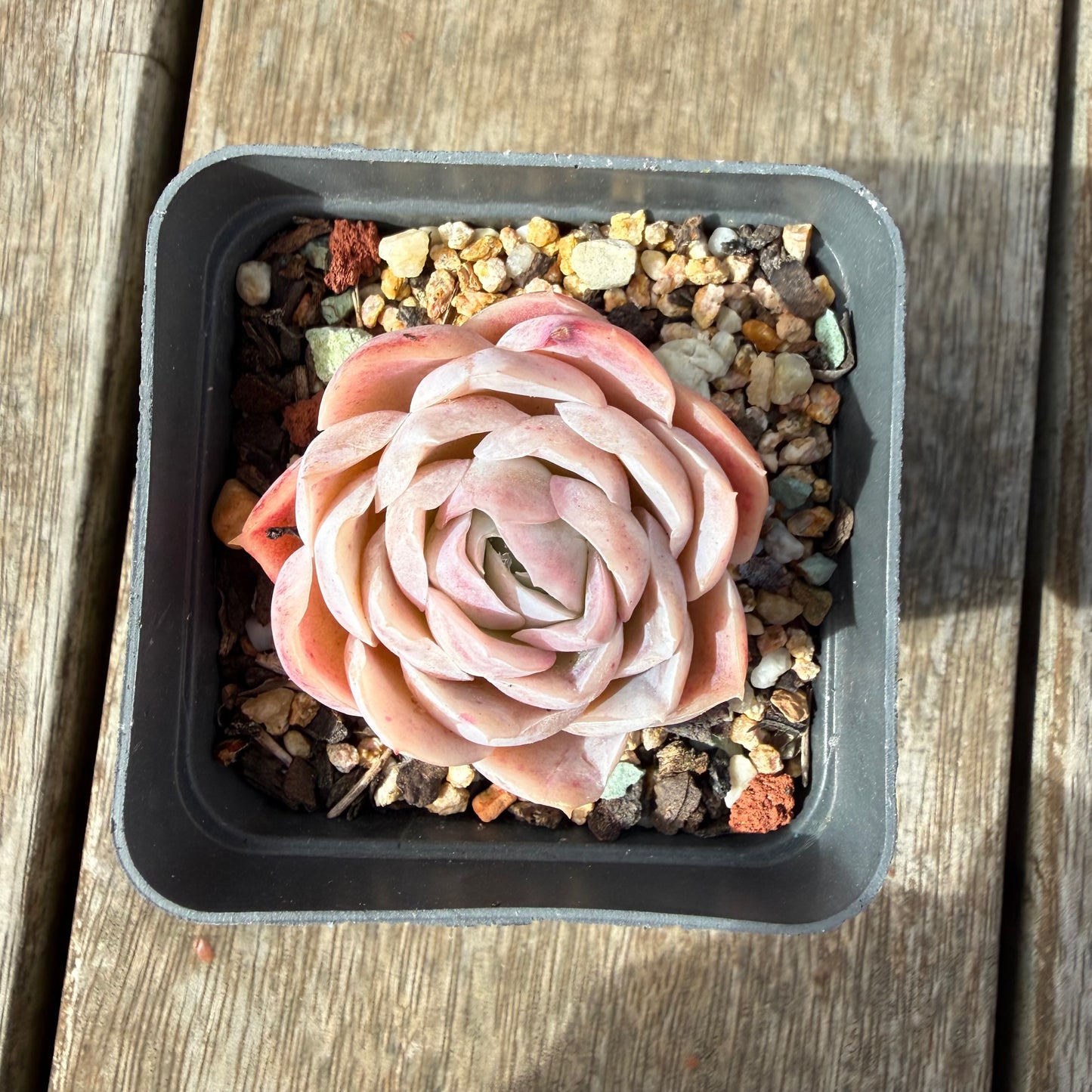 2309 Echeveria 'Cranberry'