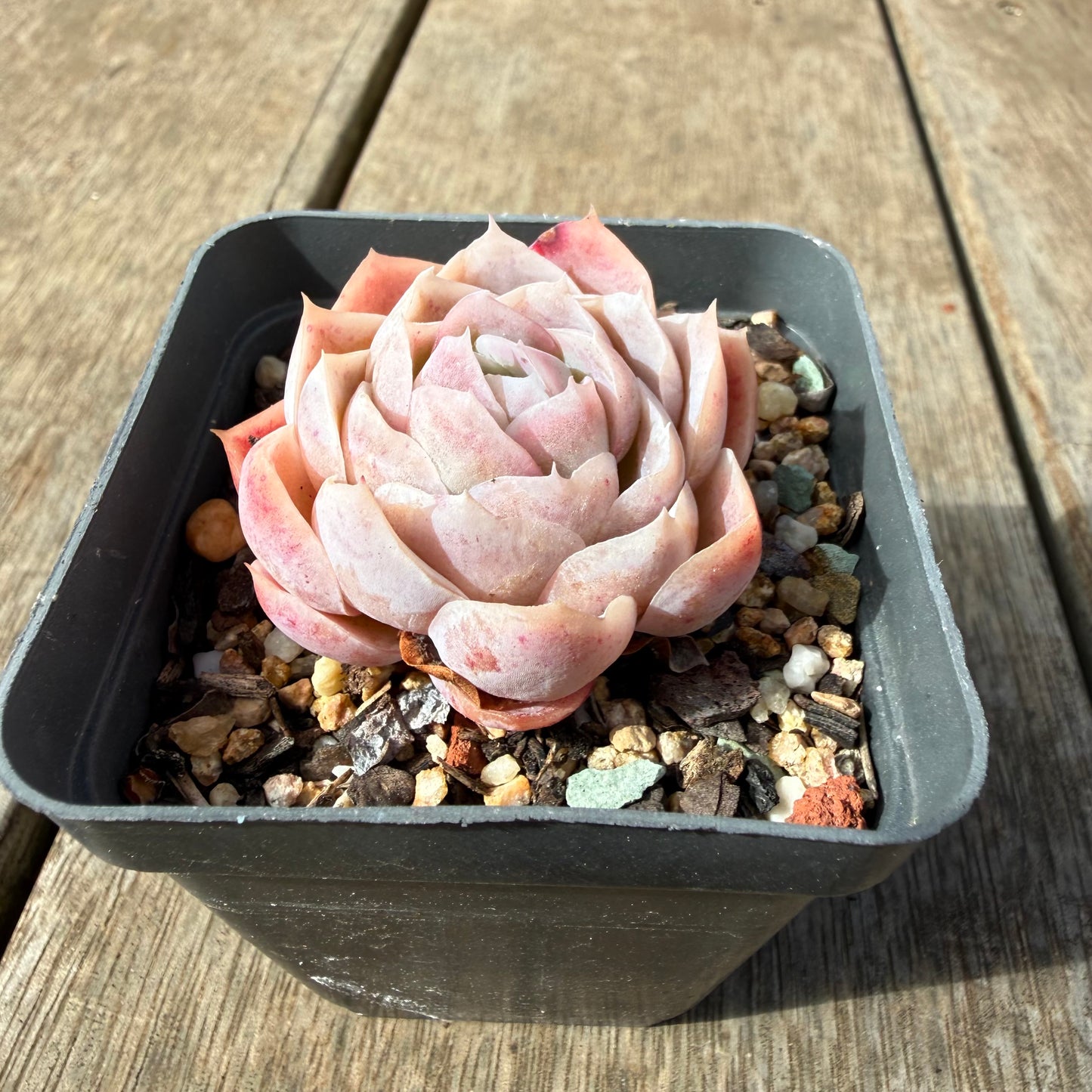 2309 Echeveria 'Cranberry'