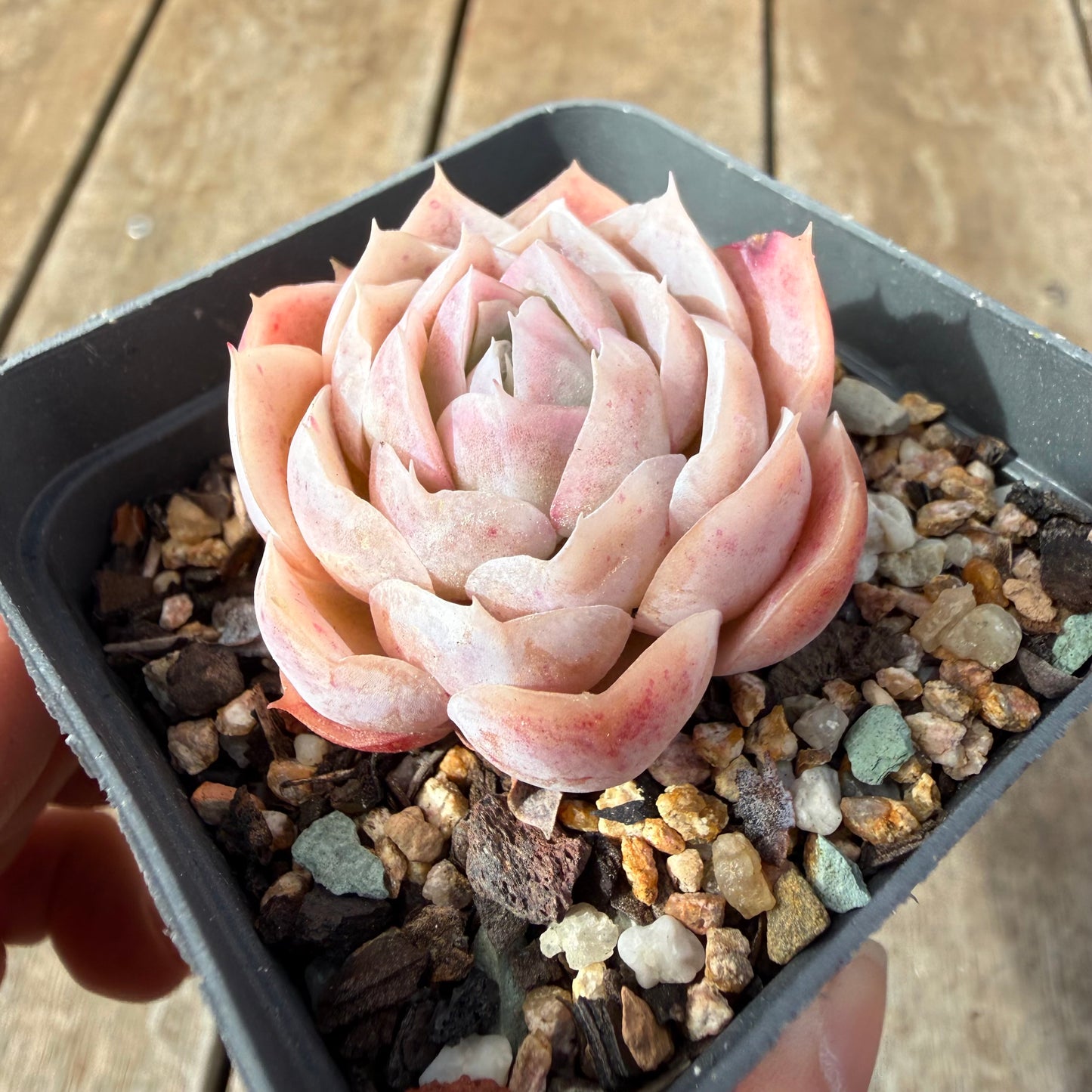 2309 Echeveria 'Cranberry'