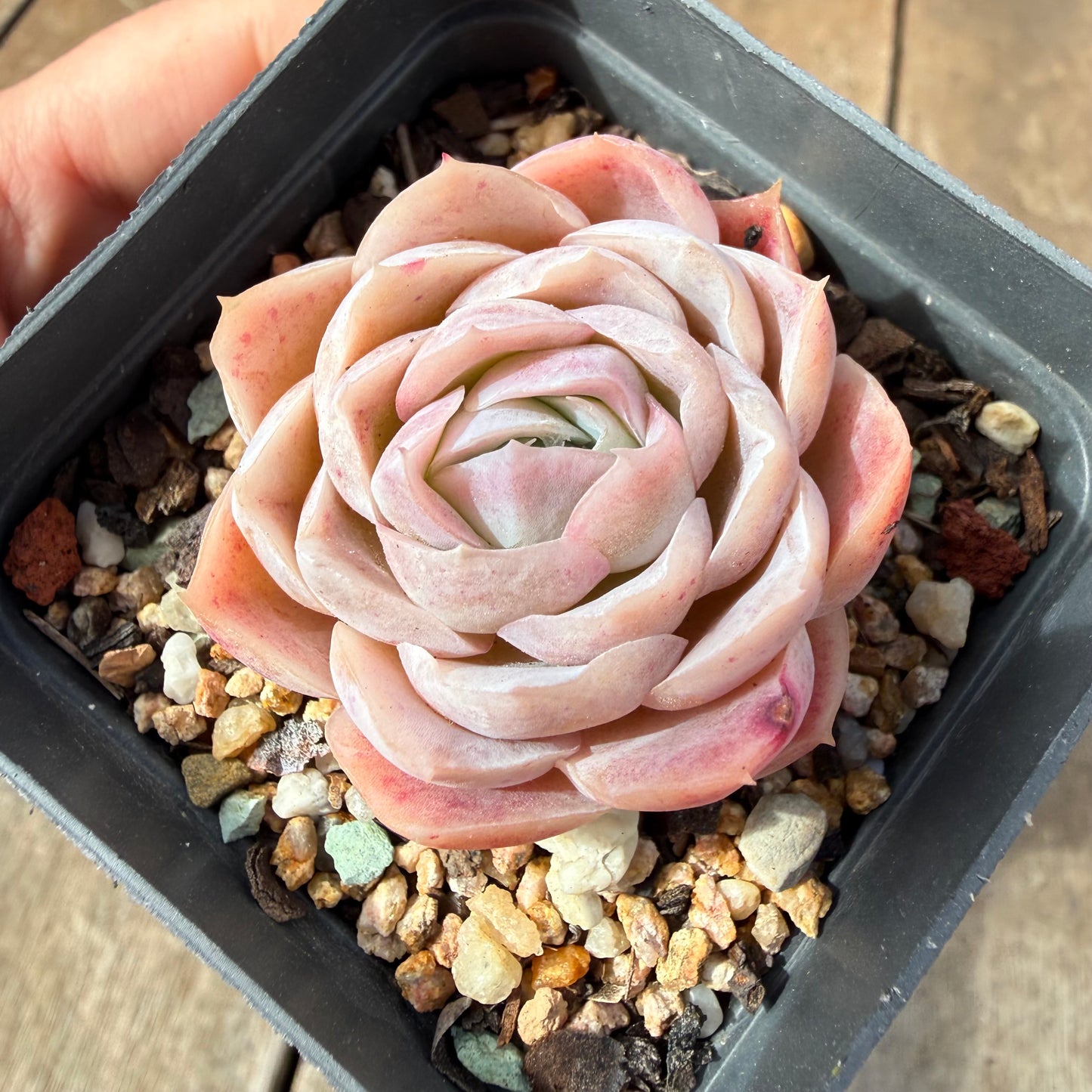 2309 Echeveria 'Cranberry'