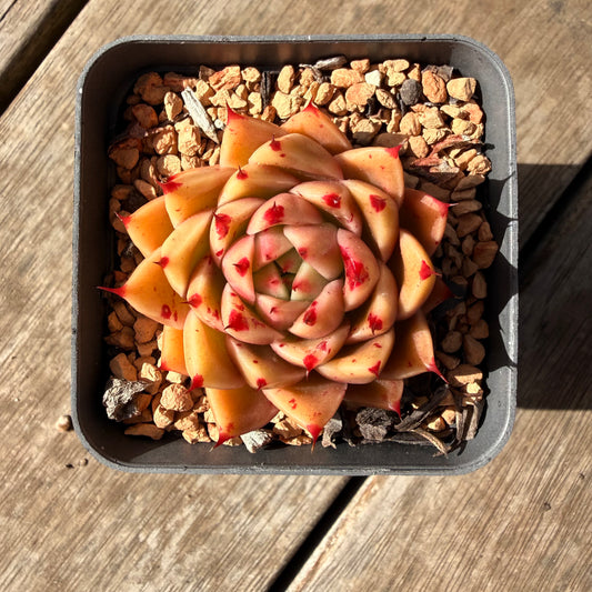 2309 Echeveria 'Dancing Soul' - Korean Hybrid