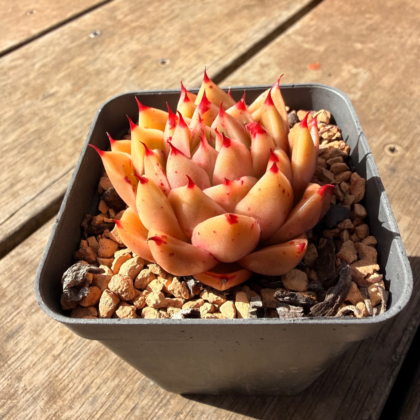 2309 Echeveria 'Dancing Soul' - Korean Hybrid