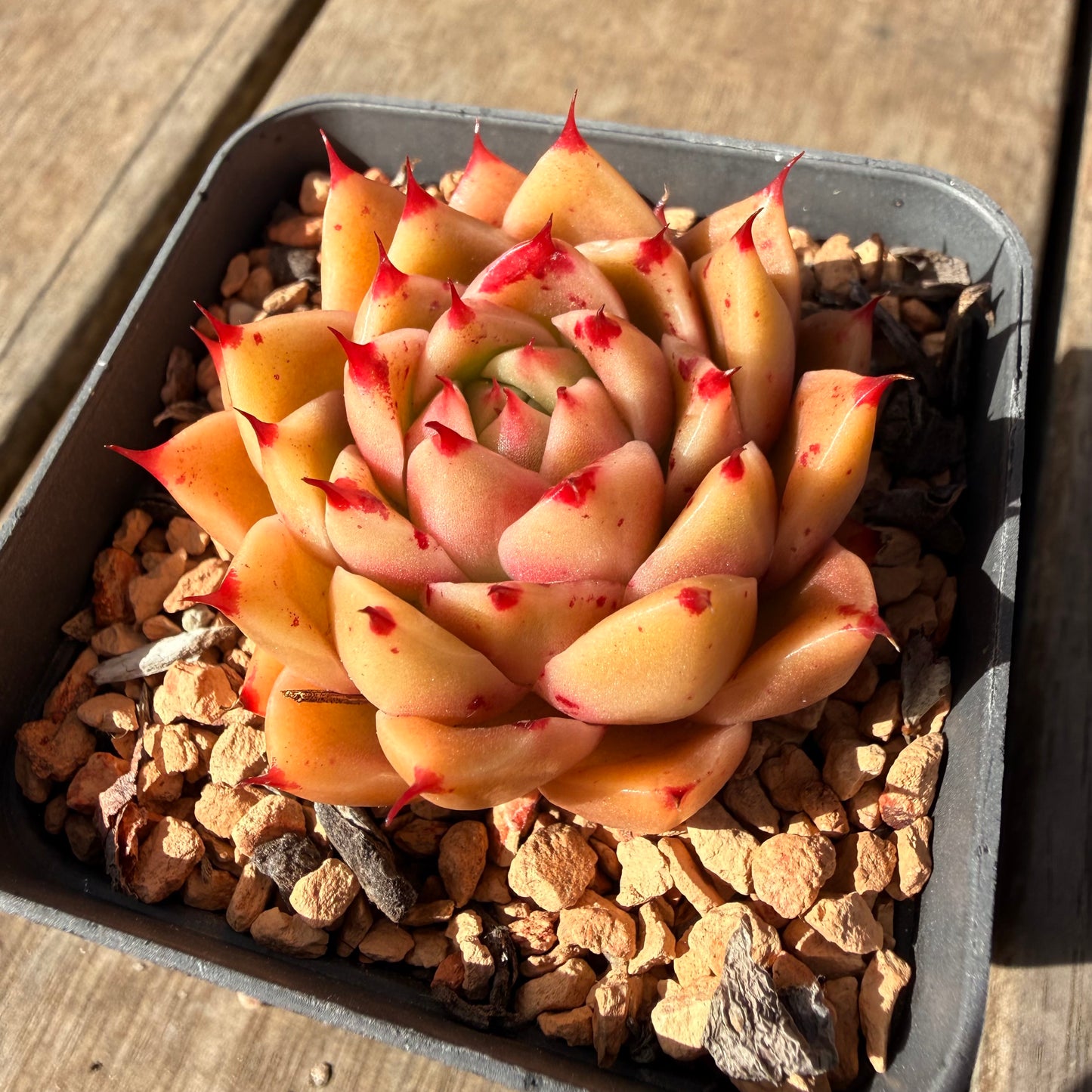 2309 Echeveria 'Dancing Soul' - Korean Hybrid