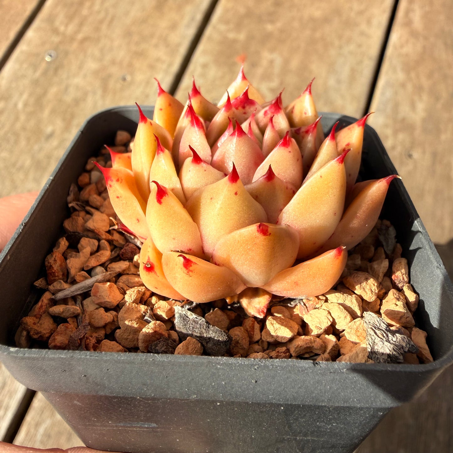 2309 Echeveria 'Dancing Soul' - Korean Hybrid