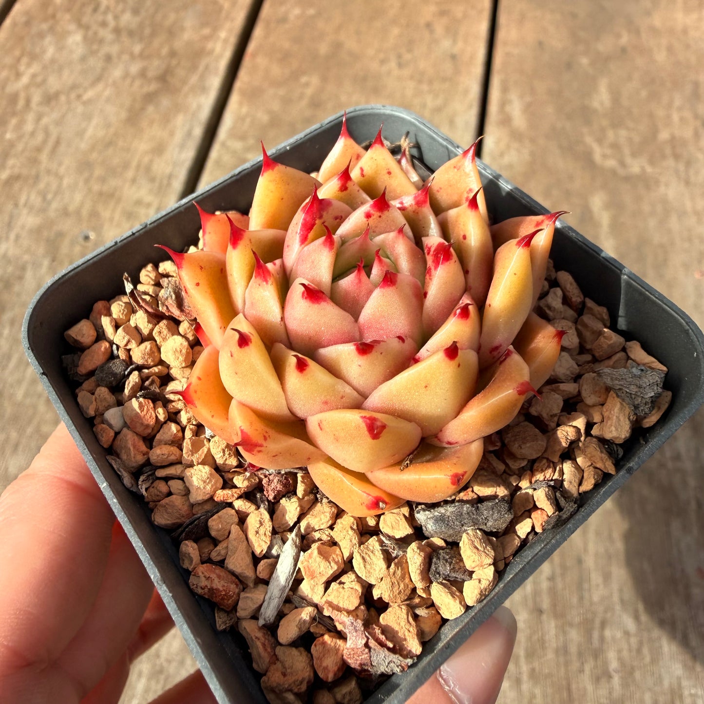 2309 Echeveria 'Dancing Soul' - Korean Hybrid