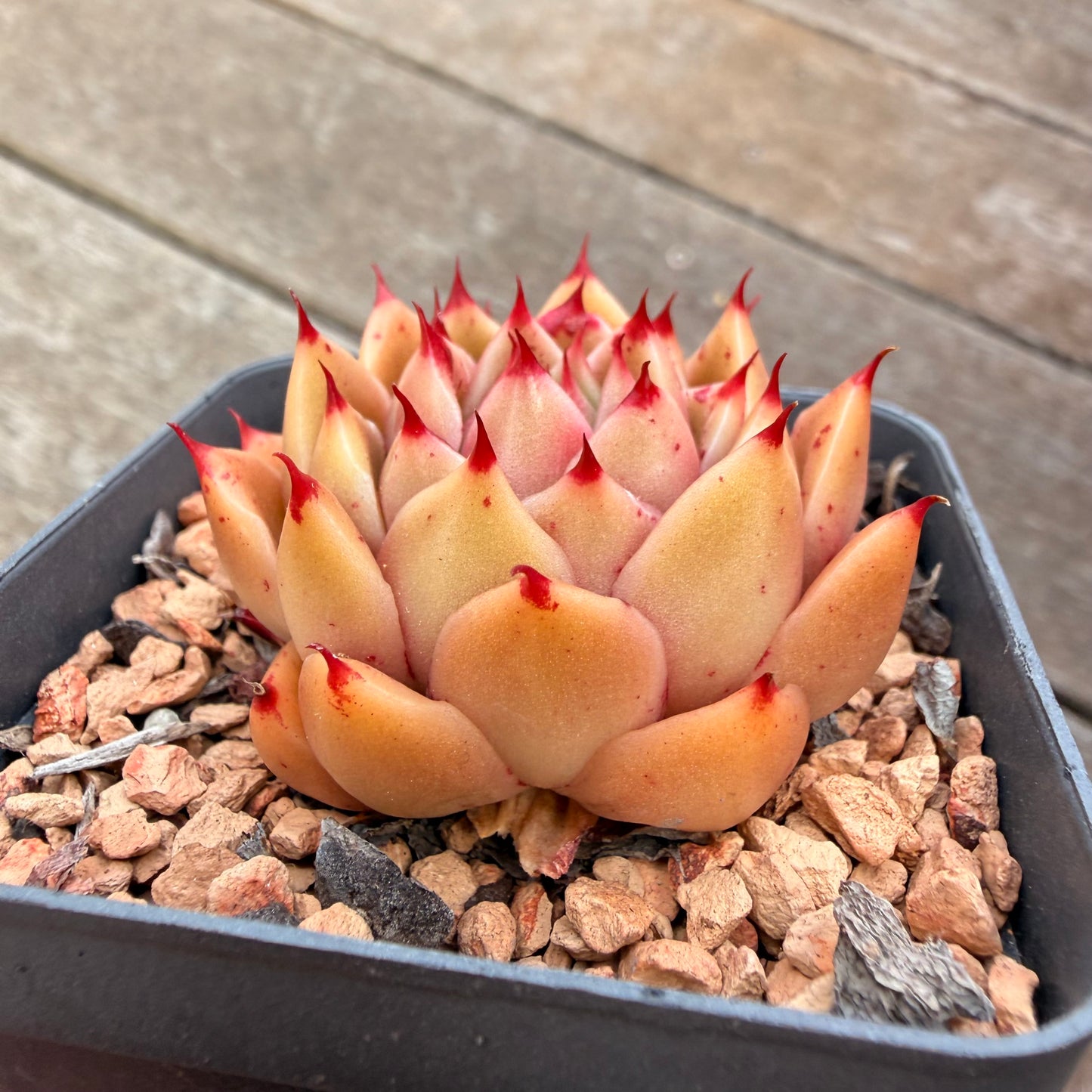 2309 Echeveria 'Dancing Soul' - Korean Hybrid