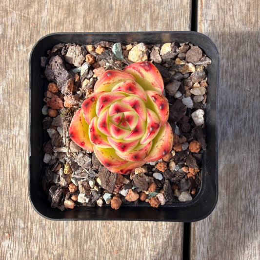 2309 Echeveria 'Moon Stone'