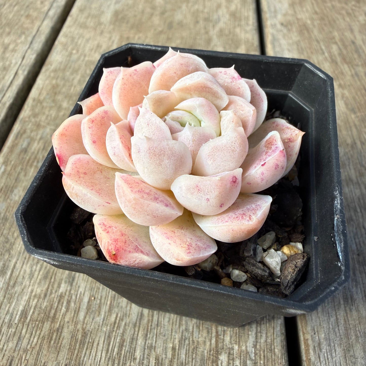 2309 Echeveria 'Mooncake'