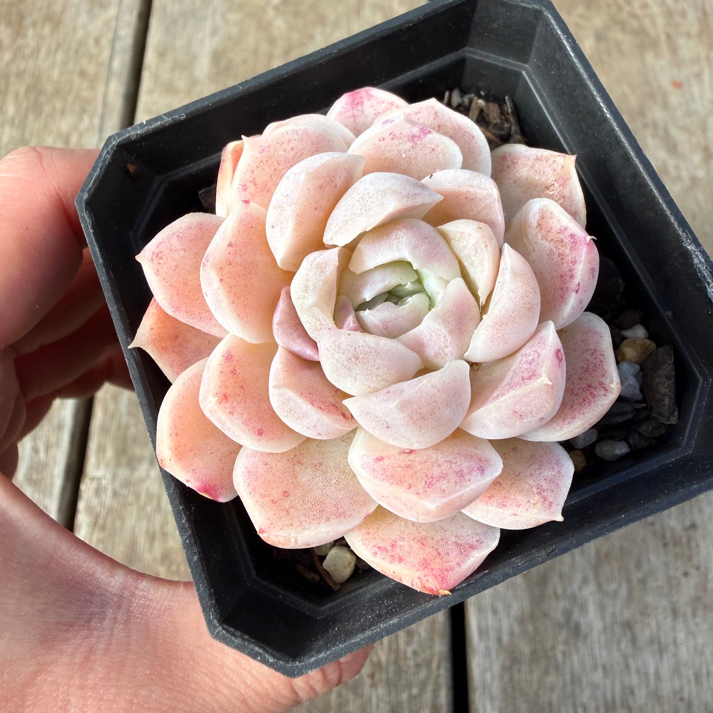 2309 Echeveria 'Mooncake'