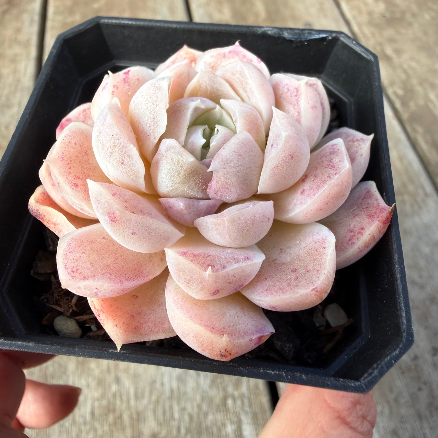 2309 Echeveria 'Mooncake'