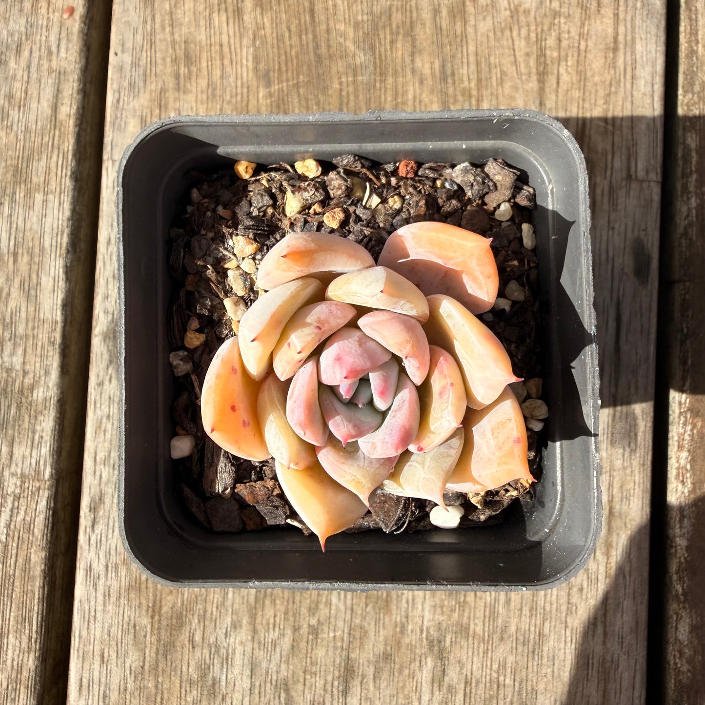 2309 雪宝奥拉夫