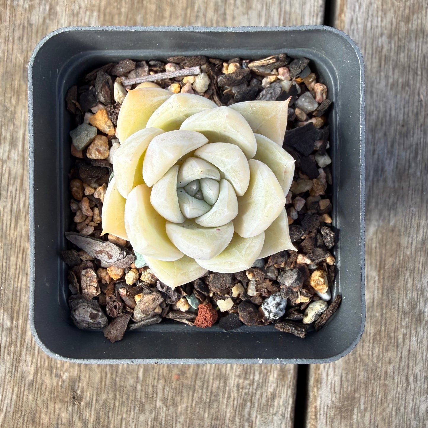 2309 Echeveria 'Oli'