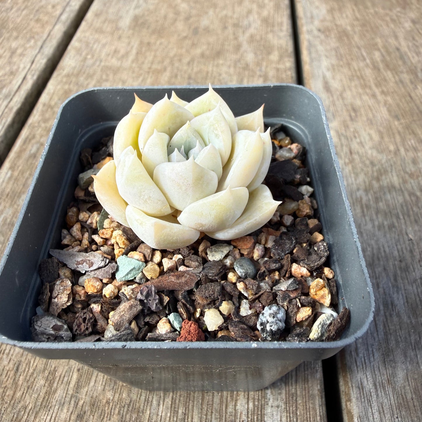 2309 Echeveria 'Oli'