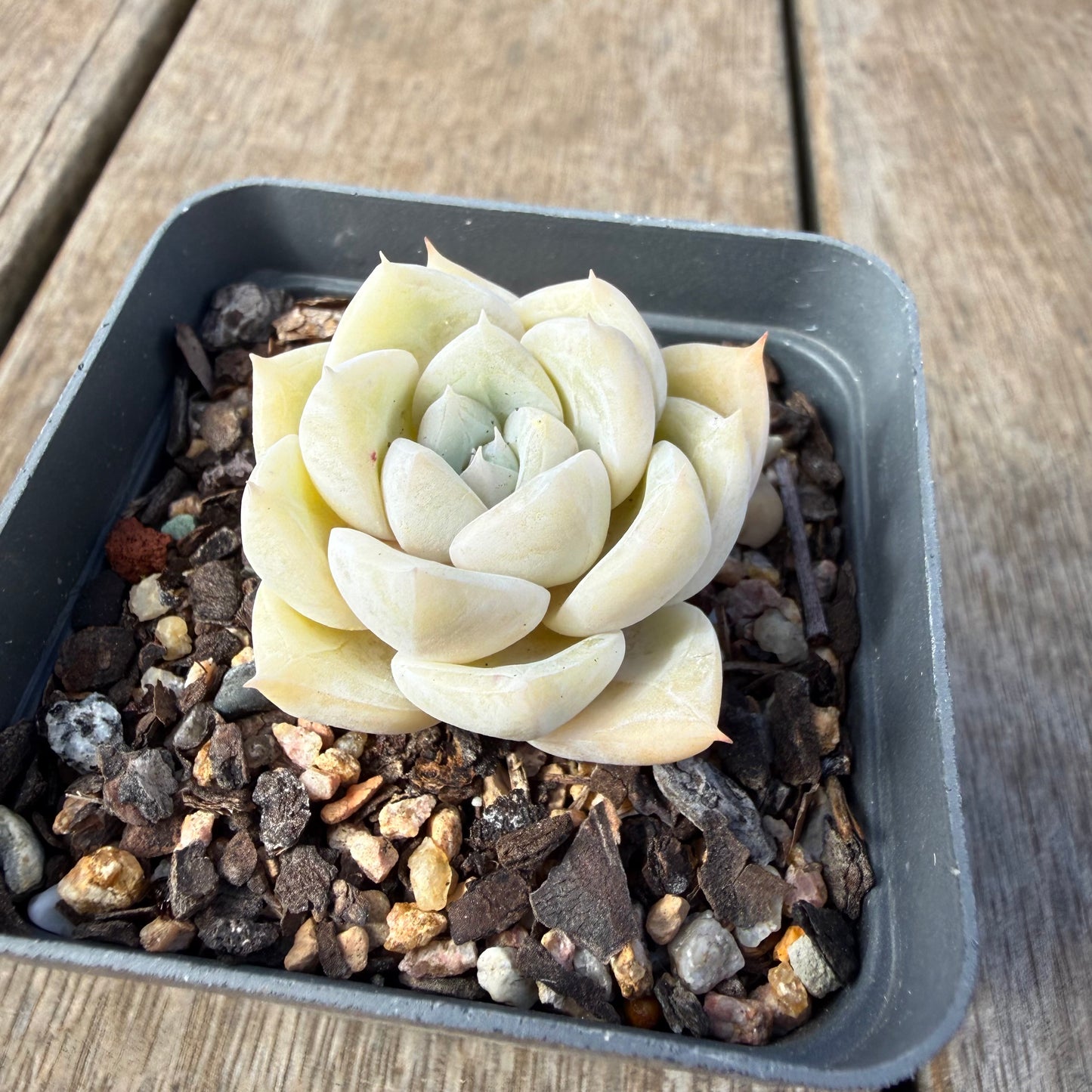 2309 Echeveria 'Oli'