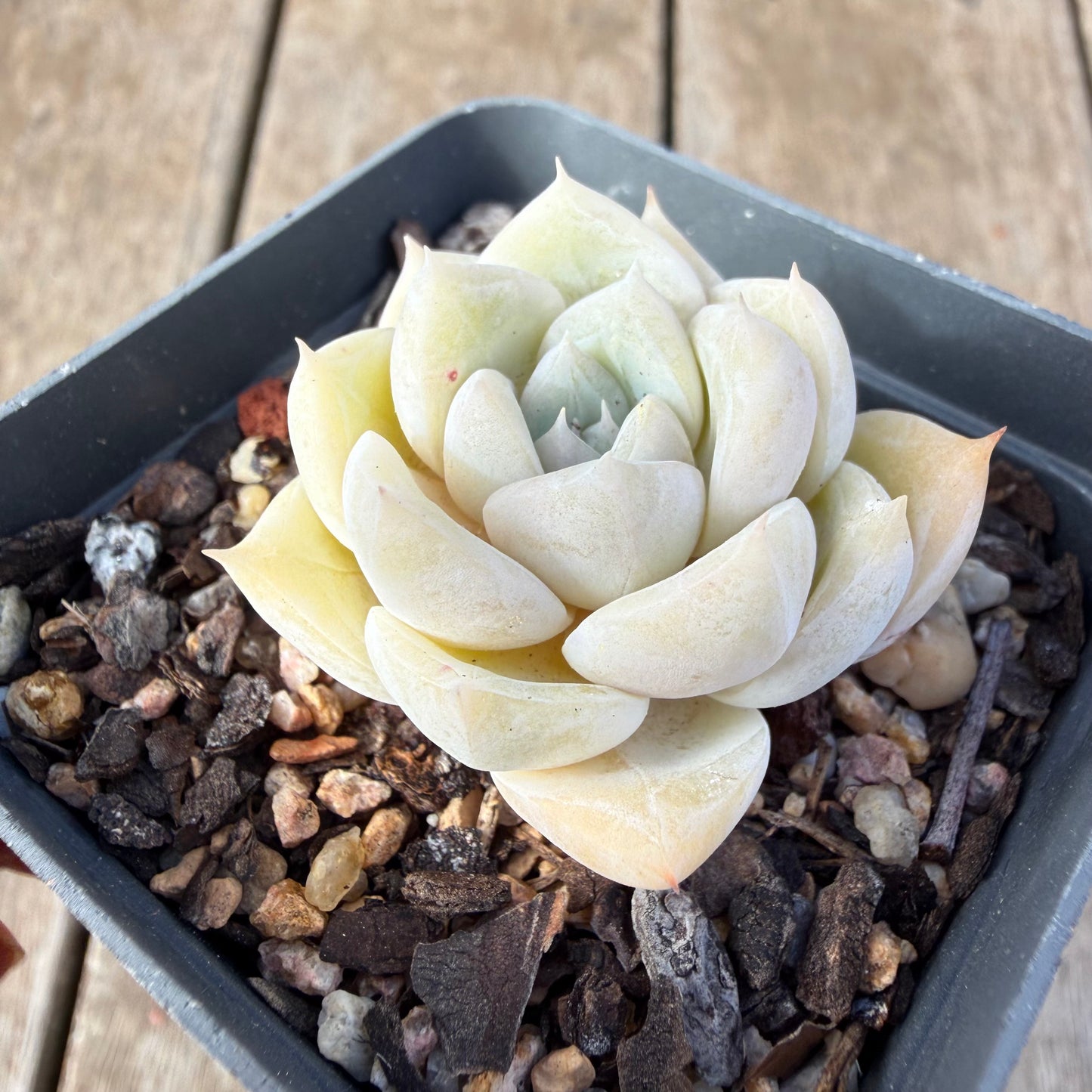 2309 Echeveria 'Oli'