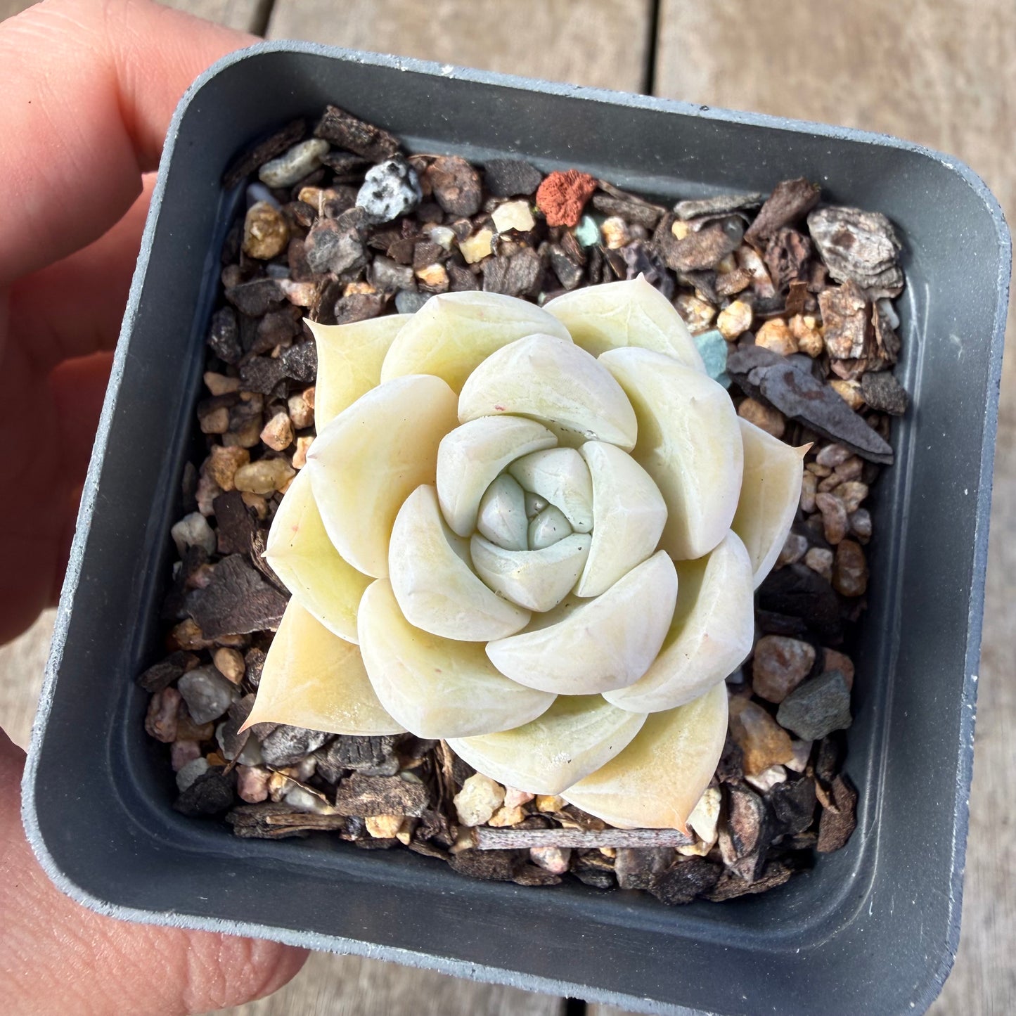 2309 Echeveria 'Oli'