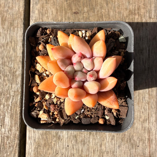 2309 Pachyveria Red Angel's Finger / 'Red Dragonfly'