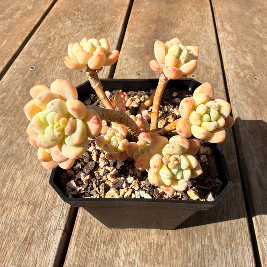 2309 Sedum Clavatum (Large)