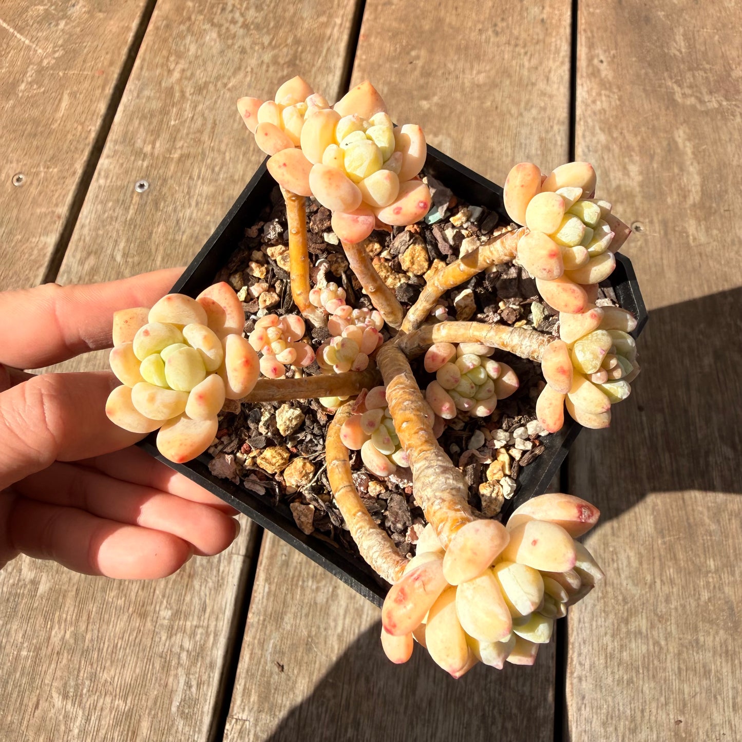 2309 Sedum Clavatum (Large)