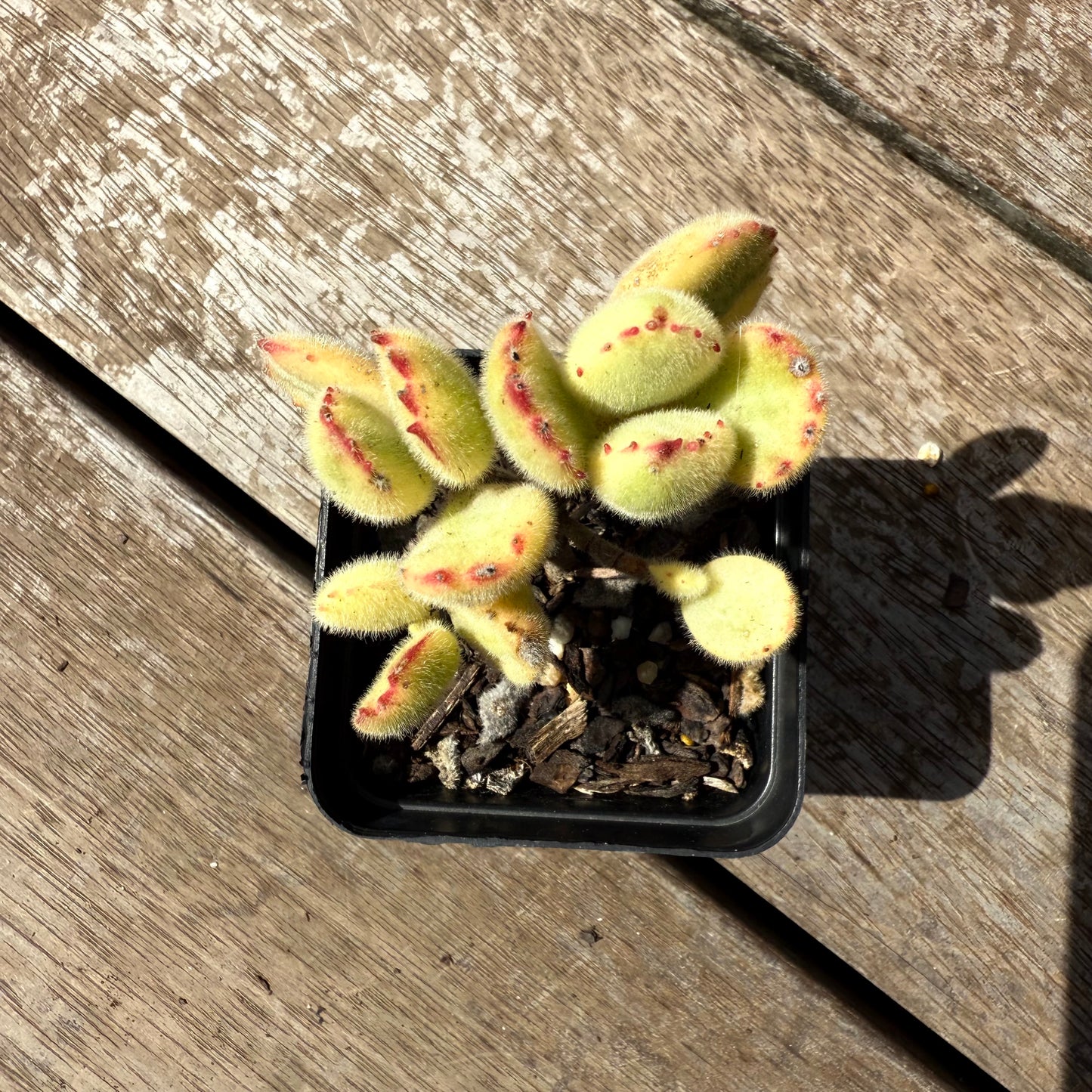 2402 Cotyledon Tomentosa - Bears Paw White Variegated