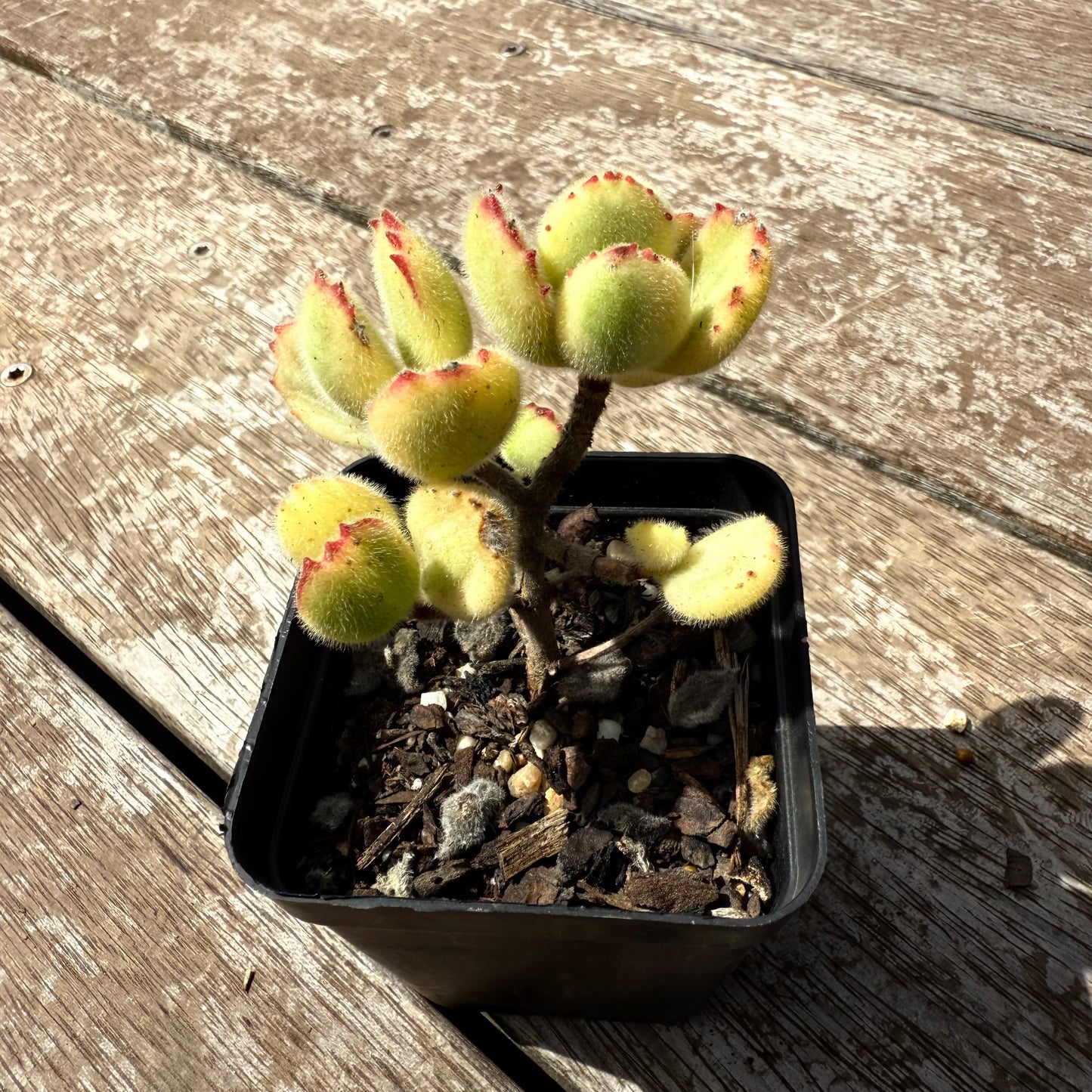 2402 Cotyledon Tomentosa - Bears Paw White Variegated