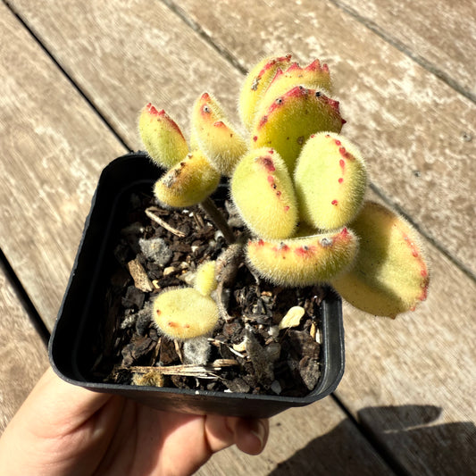 2402 Cotyledon Tomentosa - Bears Paw White Variegated