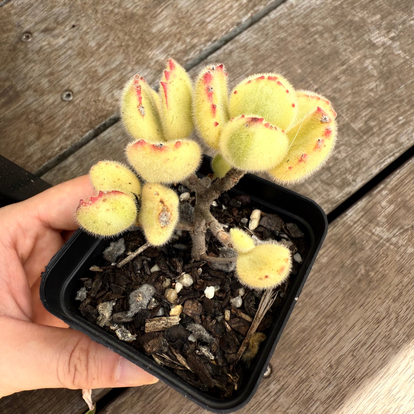 2402 Cotyledon Tomentosa - Bears Paw White Variegated