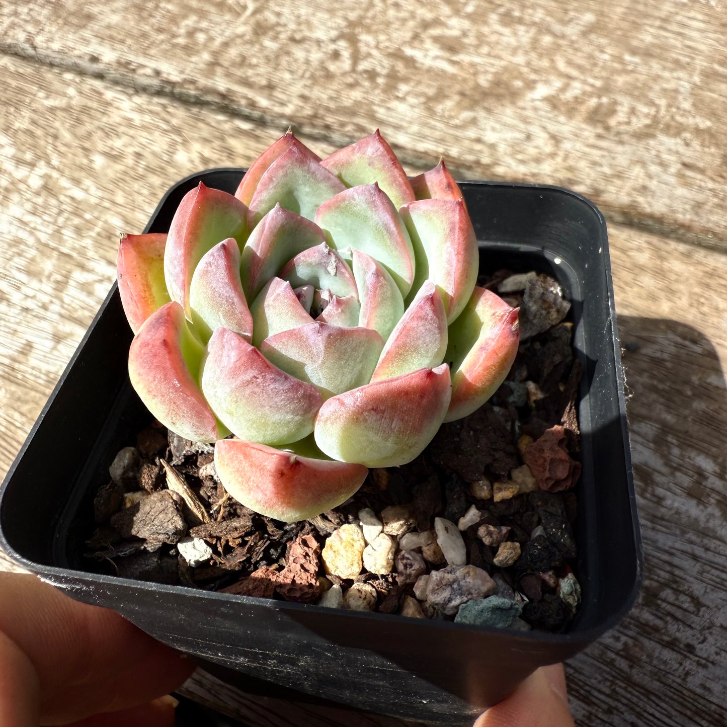 2402 Echeveria Strawberry Puff