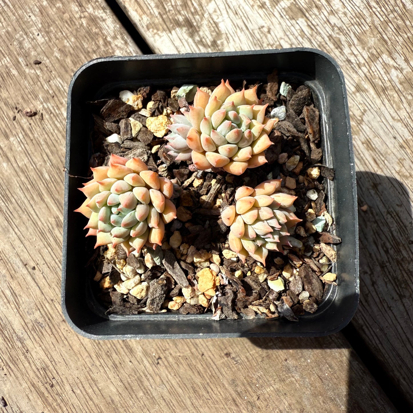 2402 莱恩小精灵