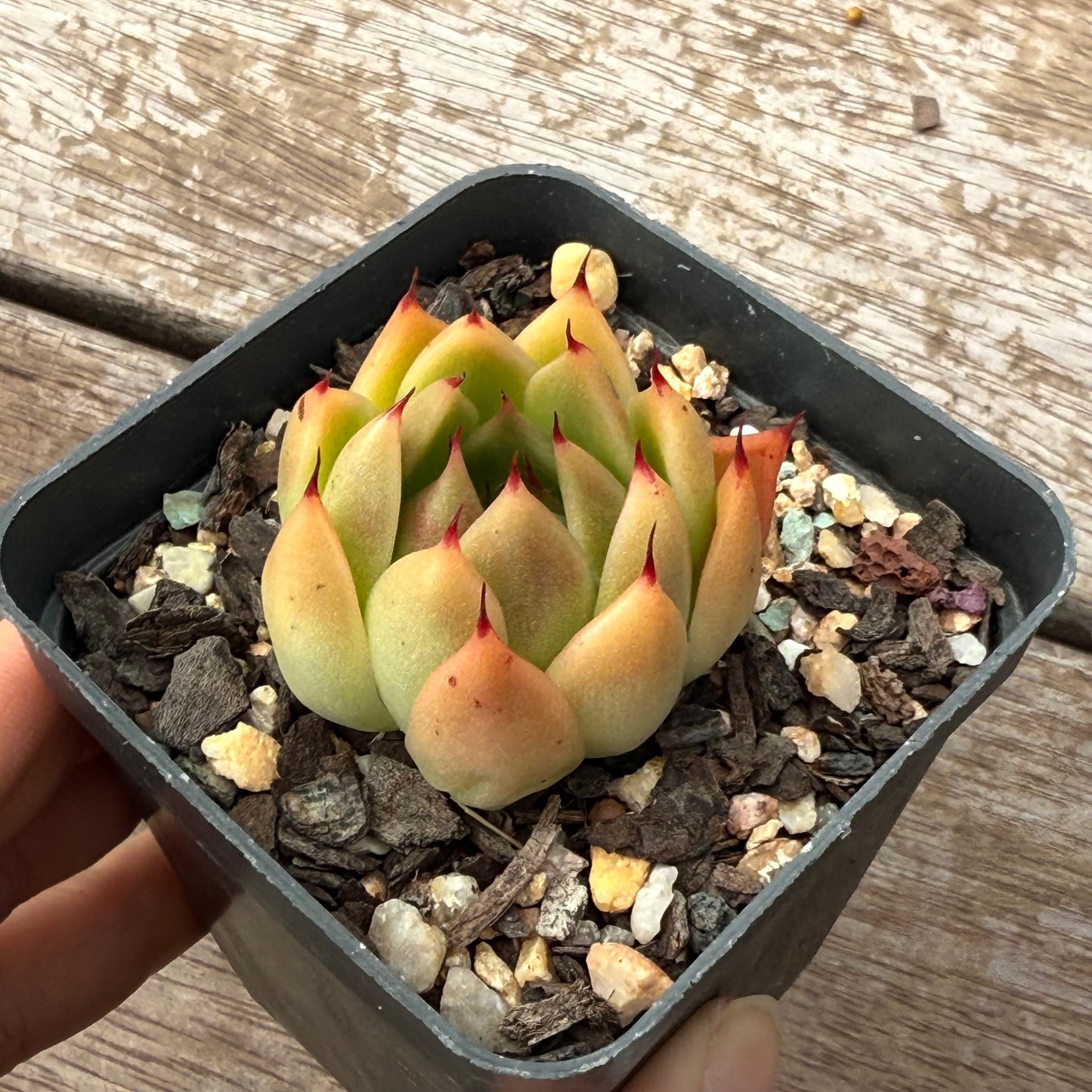 2402 东云 ’柠檬汽水‘