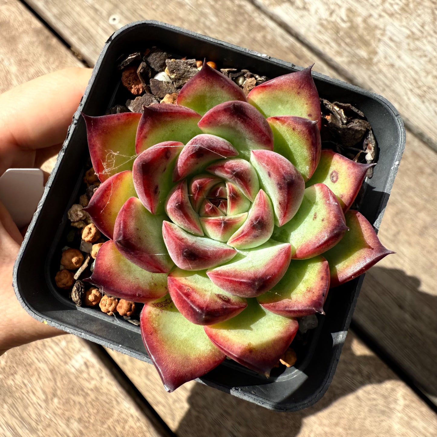 2402 Echeveria Fire Pillar