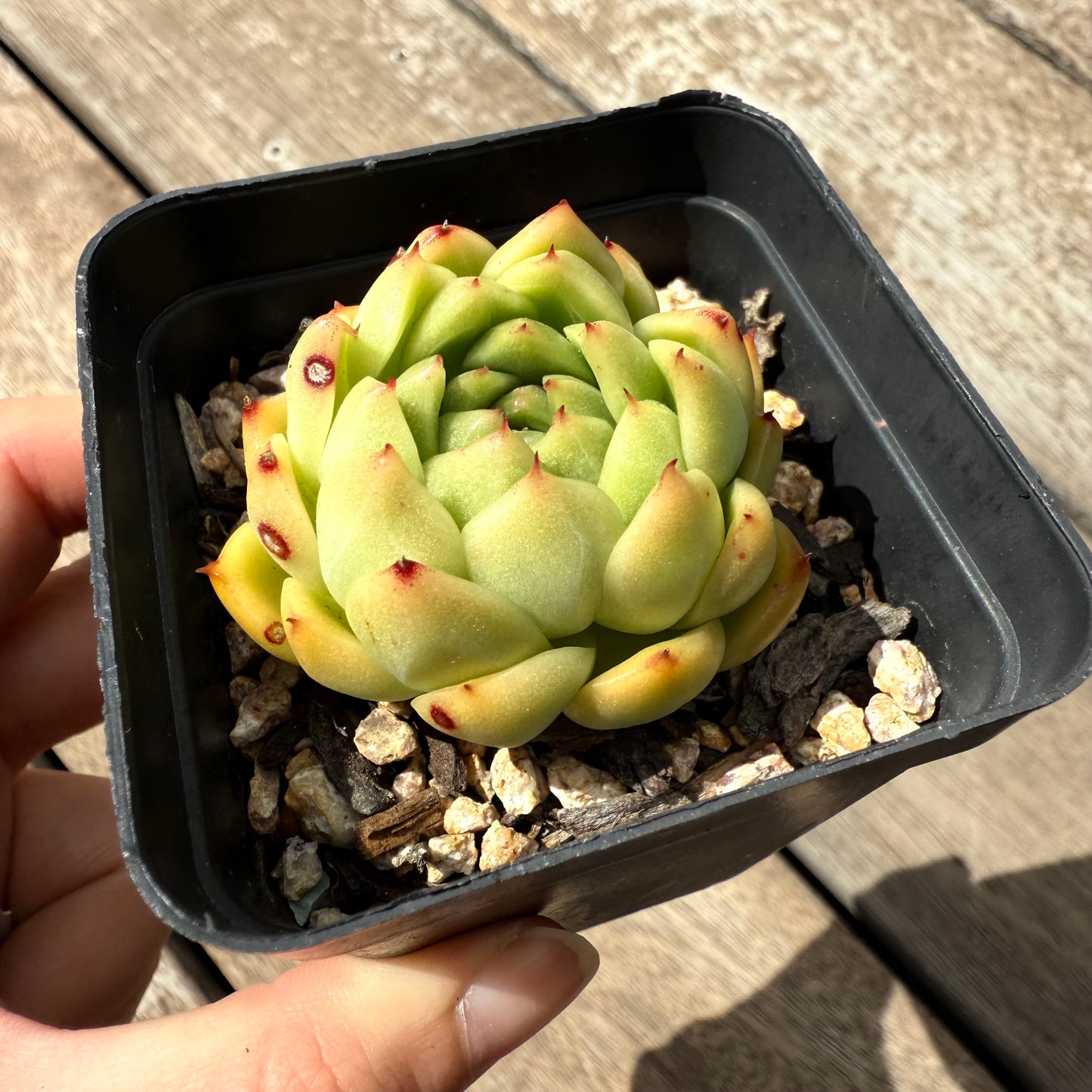 2402 Echeveria Malgan