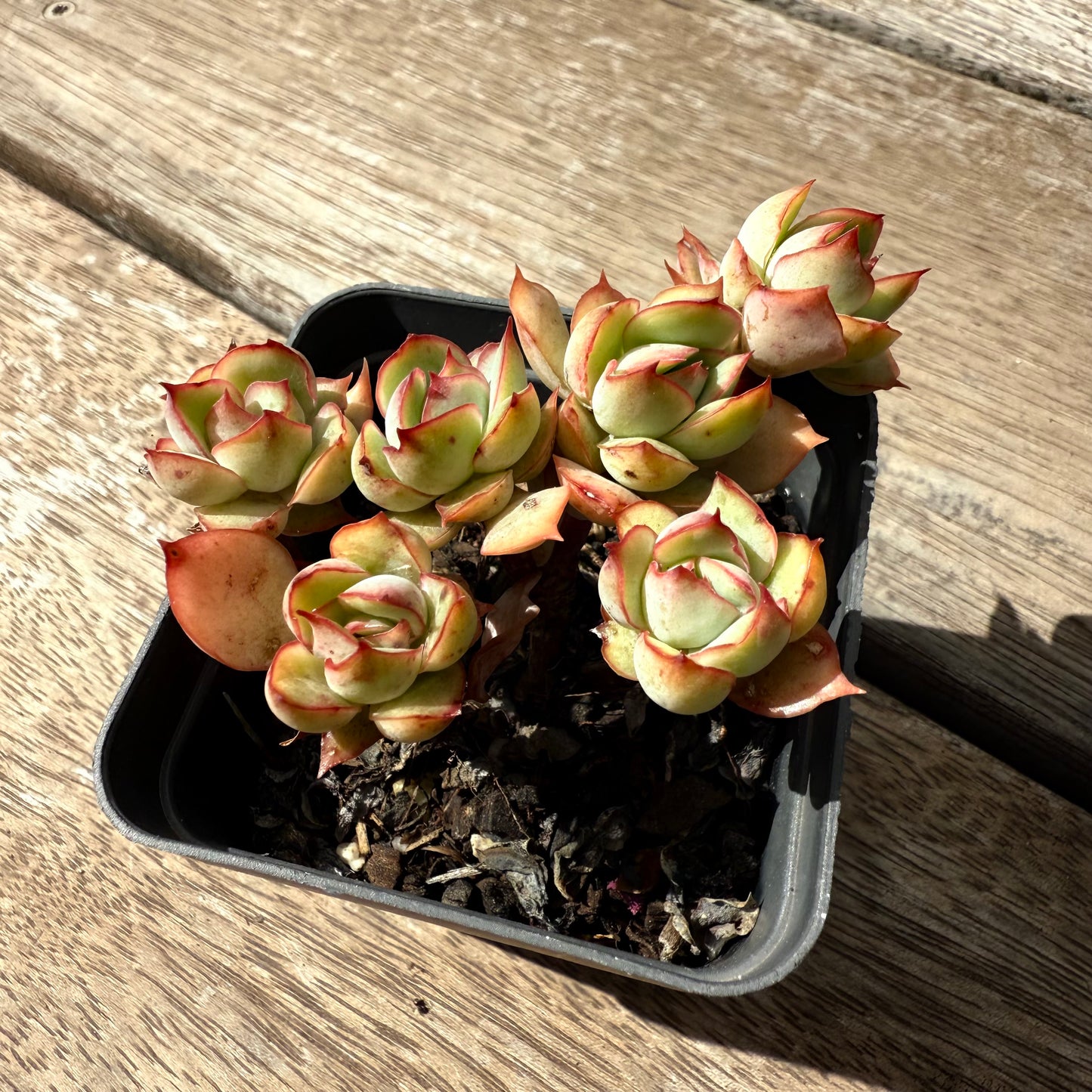 2402 Echeveria Moon Gadnis (multi)