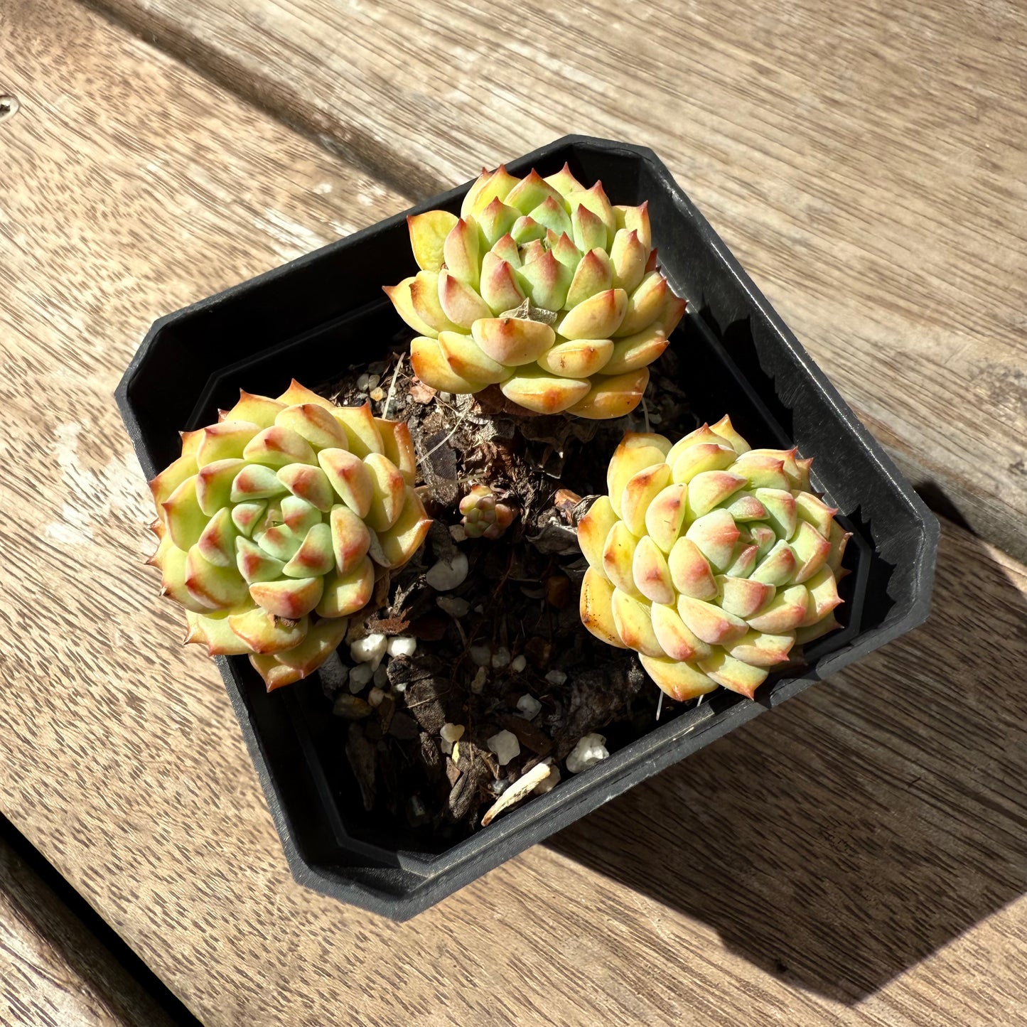 2402 Echeveria Panda Face aka Emerald Tips